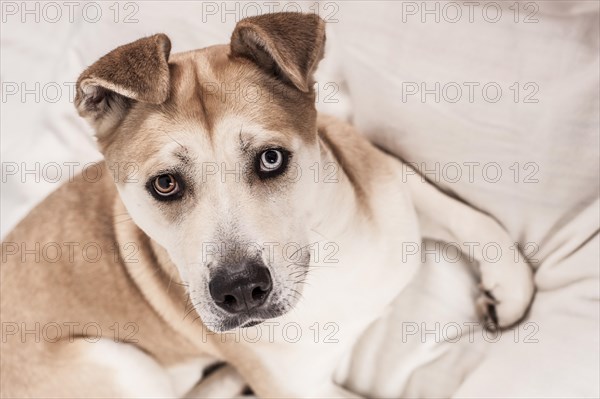 Akita Inu mixed-breed dog