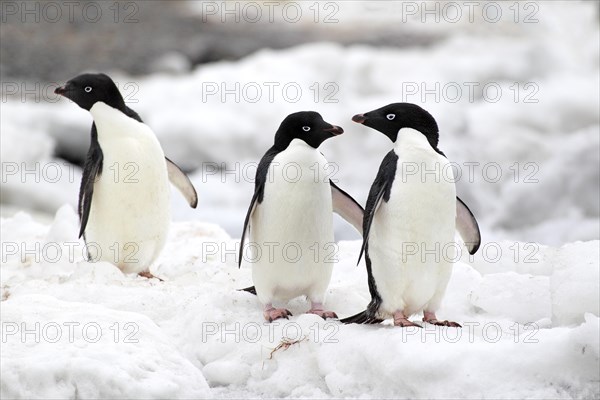 Adelie Penguins (Pygoscelis adeliae)