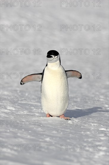 Chinstrap Penguin (Pygoscelis antarctica)