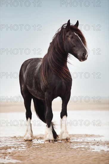 Shire Horse gelding