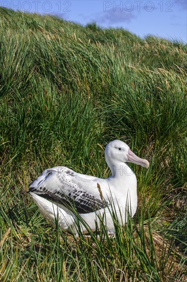 Wandering Albatross (Diomedea exulans) at its nesting site