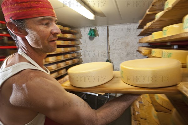 Dairyman storing cheese wheels produced by him in the cheese cellar