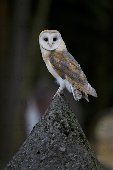 Barn Owl (Tyto alba) on a grave stone