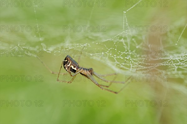 European Sheet-web Spider (Linyphia triangularis)