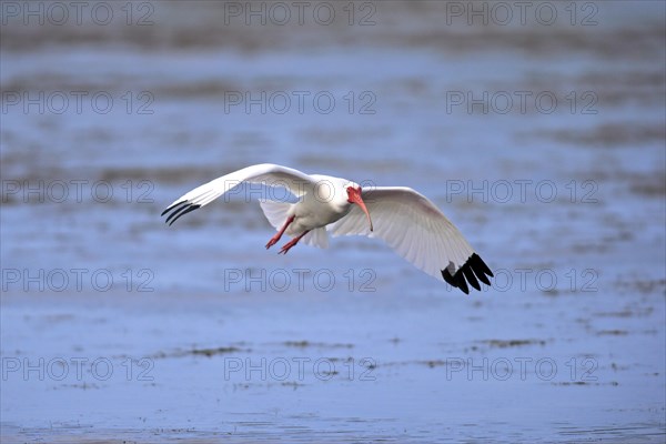 American White Ibis (Eudocimus albus)