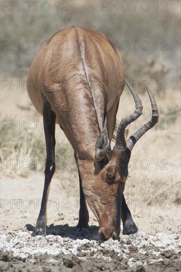 Hartebeest (Alcelaphus buselaphus)