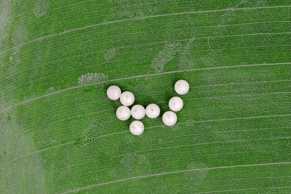 Eggs from the Pale Owl or Giant Owl butterfly (Caligo memnon)