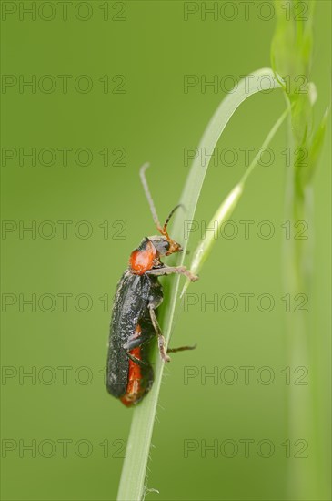Soldier Beetle (Cantharis fusca)