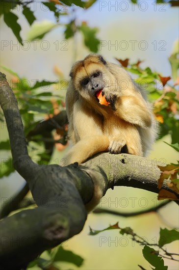 Black Howler Monkey (Alouatta caraya)