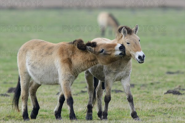 Przewalski's Horses (Equus ferus przewalskii)