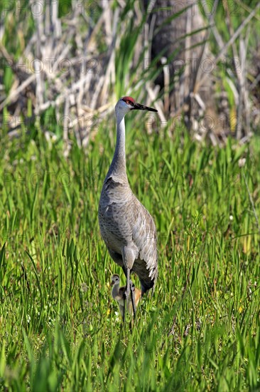 Sandhill Crane (Grus canadensis) with young