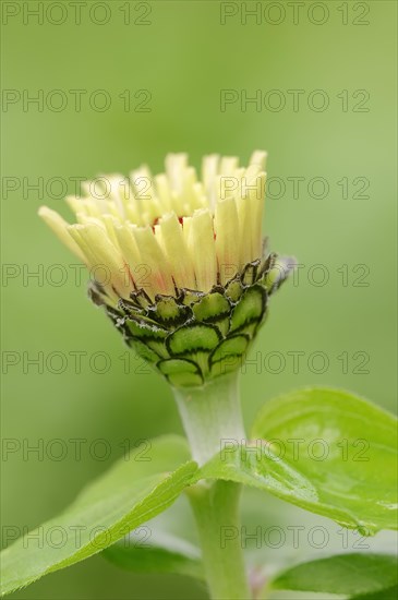 Common Zinnia (Zinnia elegans