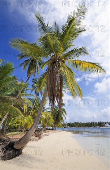 Lonely beach with palm trees