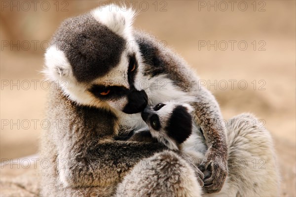 Ring-tailed Lemurs (Lemur catta) with young