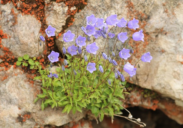 Earleaf Bellflower or Fairies' Thimbles (Campanula cochleariifolia)