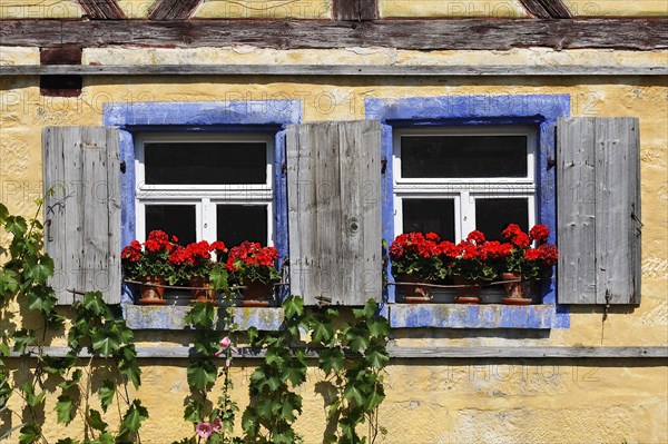 Windows with flowering Geraniums (Pelargonium Zonal Hybrid) on the Hackerhaus building