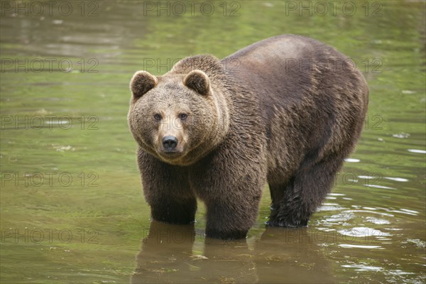 Brown Bear (Ursus arctos)