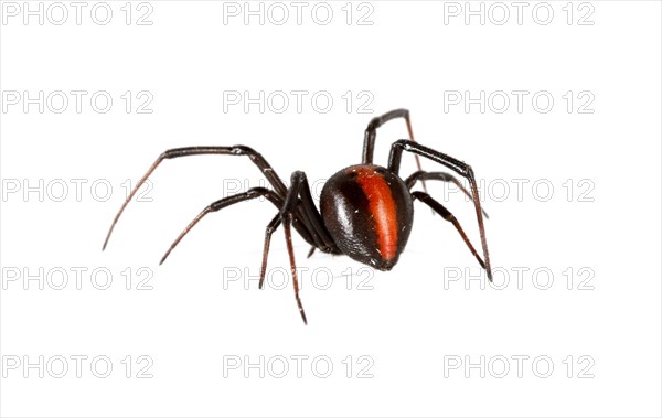 Redback Spider (Latrodectus hasselti)