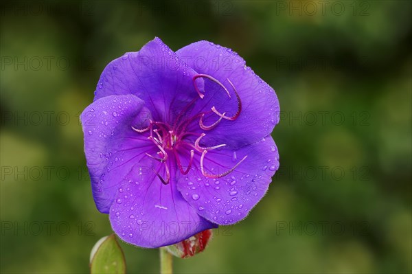 Princess Flower (Tibouchina urvilleana)