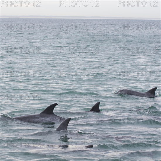 Common bottlenose dolphins (Tursiops truncatus)