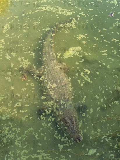 Nile Crocodile (Crocodylus niloticus)