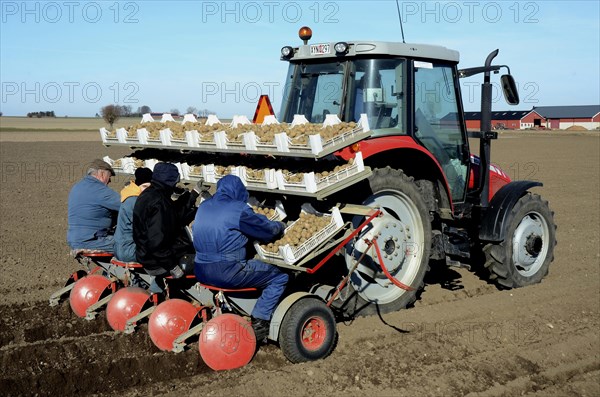 Planting early potatoes