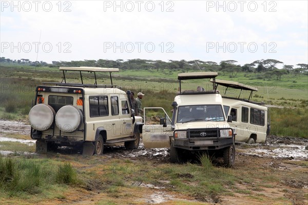 Safari vehicles stuck in the mud