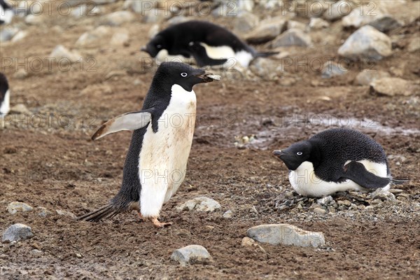 Adelie Penguins (Pygoscelis adeliae) adult with nesting material