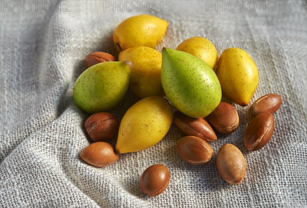 Fresh Argan nuts (Argania spinosa)