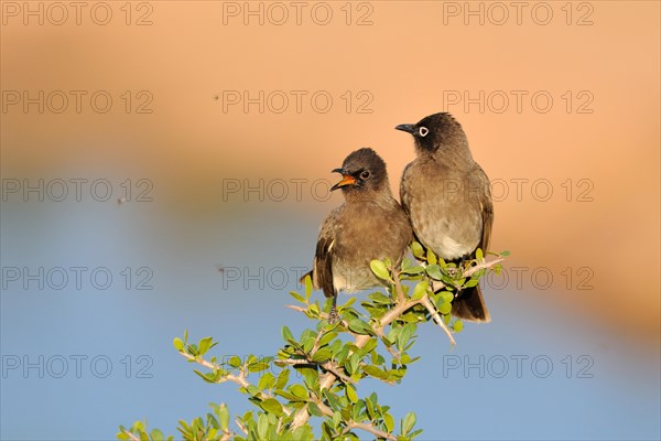 Two Cape Bulbuls (Pycnonotus capensis)