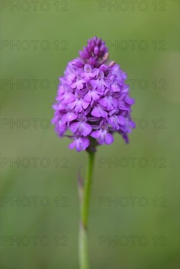 Pyramid Orchid (Anacamptis pyramidalis)