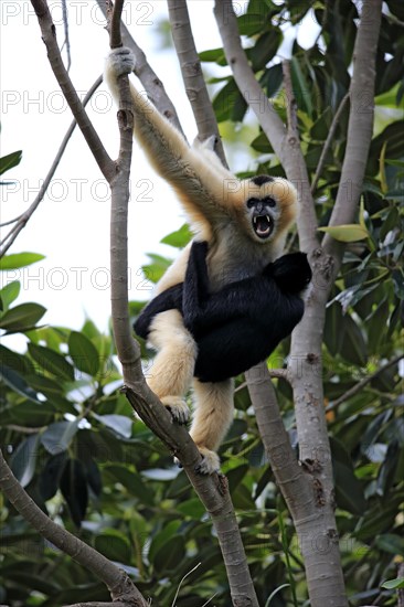 Northern White-cheeked Gibbons (Nomascus leucogenys)