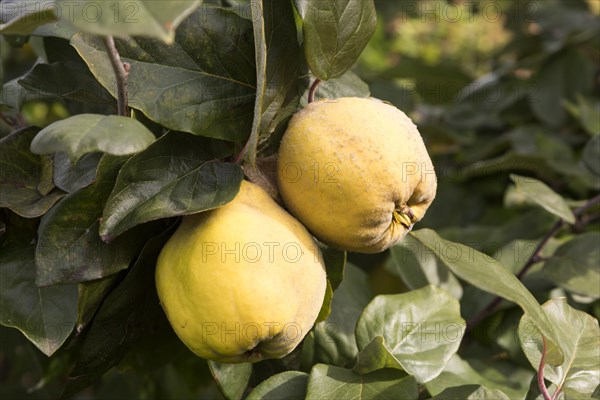 Pear quinces (cydonia oblonga)