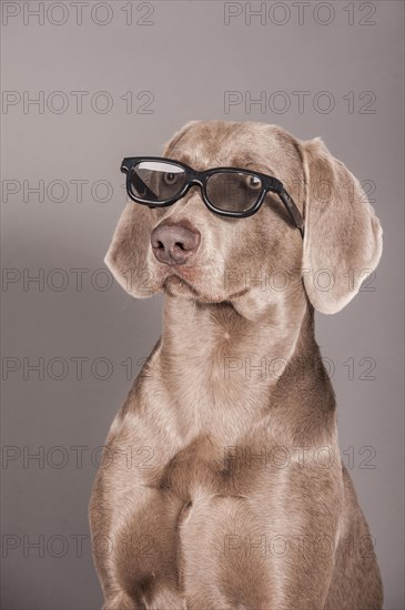 Weimaraner dog with glasses