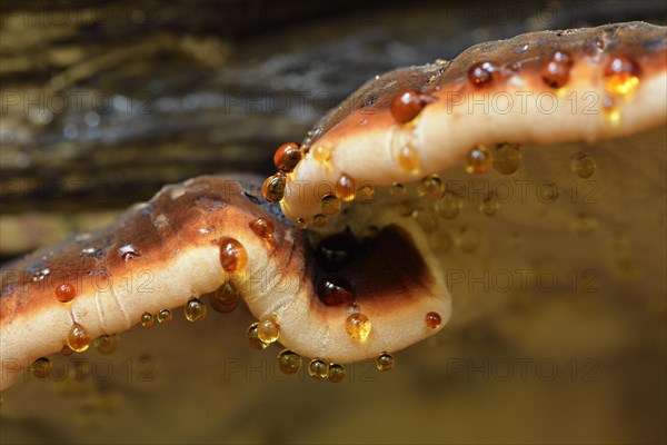 Red Banded Polypore (Fomitopsis pinicola) with drops