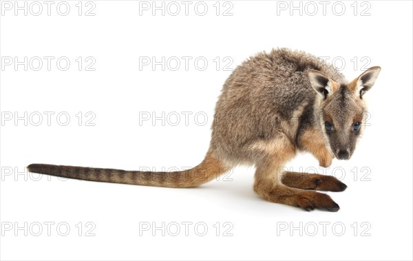 Yellow-Footed Rock-Wallaby (Petrogale xanthopus)