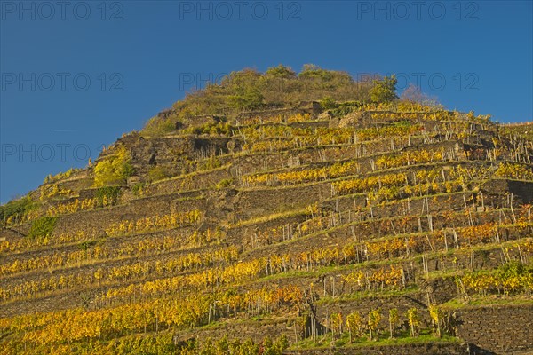 Vineyard in autumn