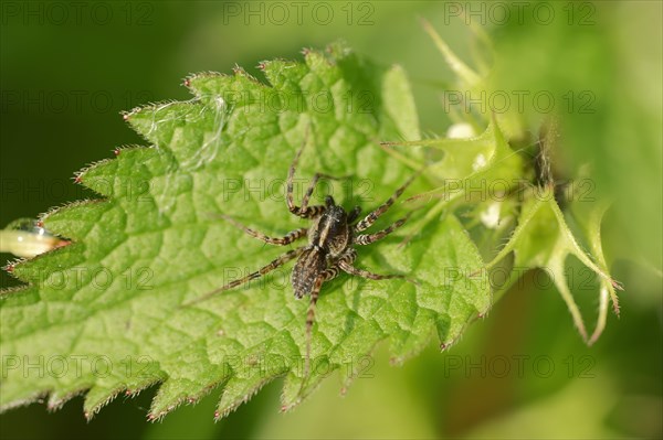 Meadow Wolf-spider (Pardosa prativaga)