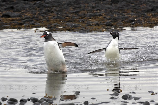 Gentoo Penguin (Pygoscelis papua) and Adelie Penguin (Pygoscelis adeliae)