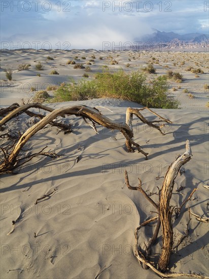 Mesquite Flat Sand Dunes