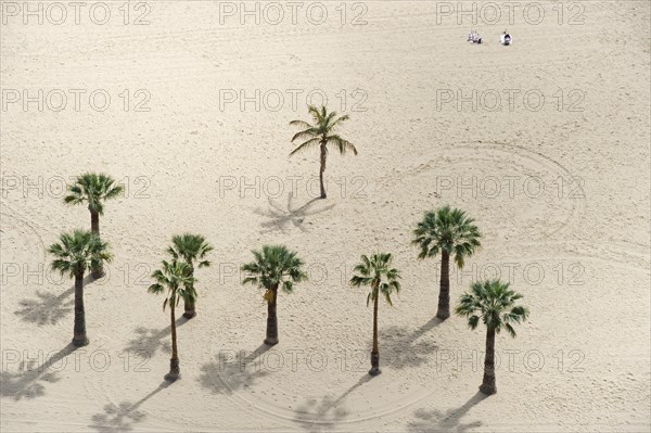 Palm trees on the beach