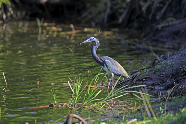 Tricoloured Heron (Egretta tricolor)