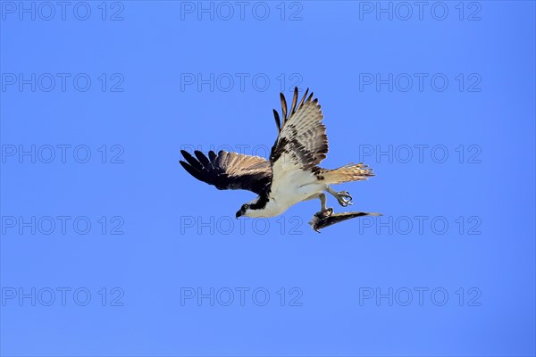 Osprey (Pandion haliaetus carolinensis) flying with captured fish