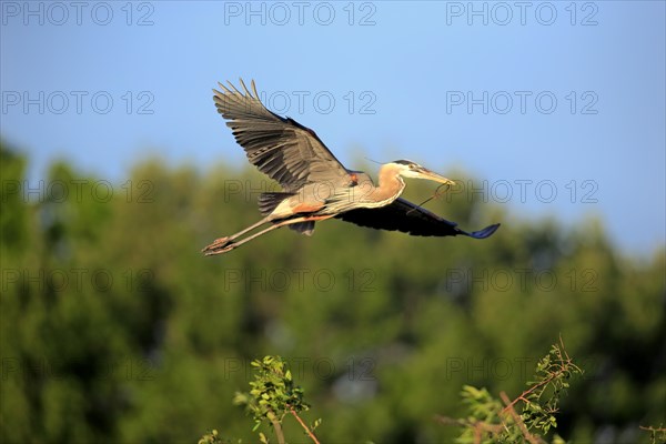 Great Blue Heron (Ardea herodias)