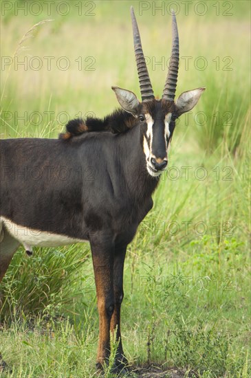 Sable Antelope (Hippotragus niger)