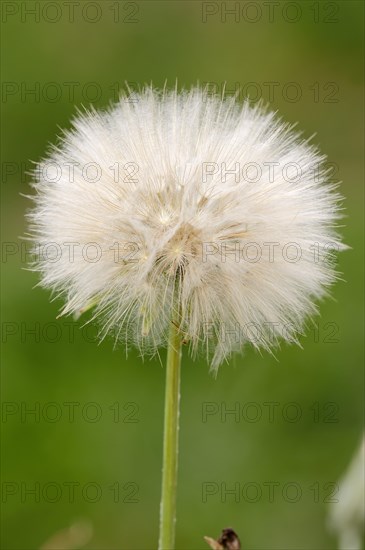 Western Salsify