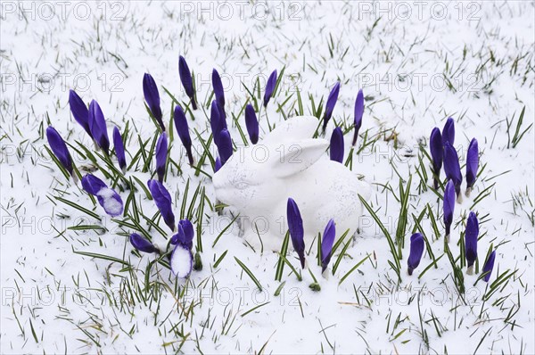 White ceramic Easter Bunny and crocuses in the snow