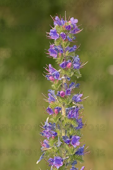 Common Bugloss or Viper's Bugloss (Echium vulgare)