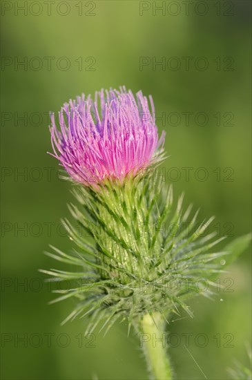 Spear Thistle (Cirsium vulgare)