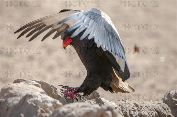 Bateleur (Terathopius ecaudatus)